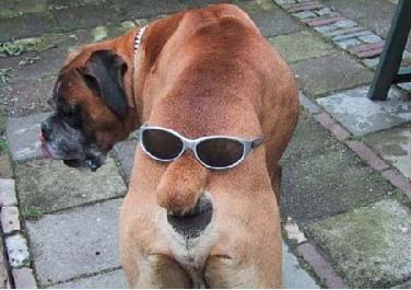 /dateien/0,1347383755,funny-pics-dogs-boxer