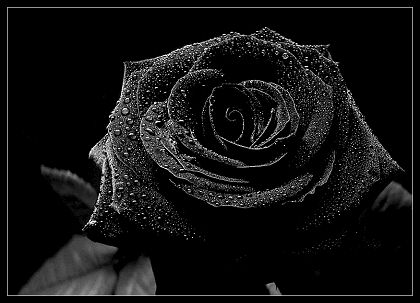 Give a Rose - Seite 6 60808,1298577943,887490black_rose
