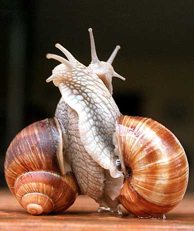 Die schönsten Tiere/Tierbilder der Welt 672267