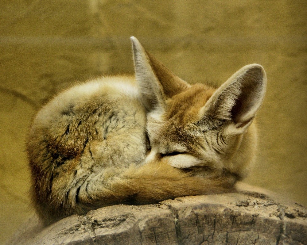 Die schönsten Tiere/Tierbilder der Welt Allmystery