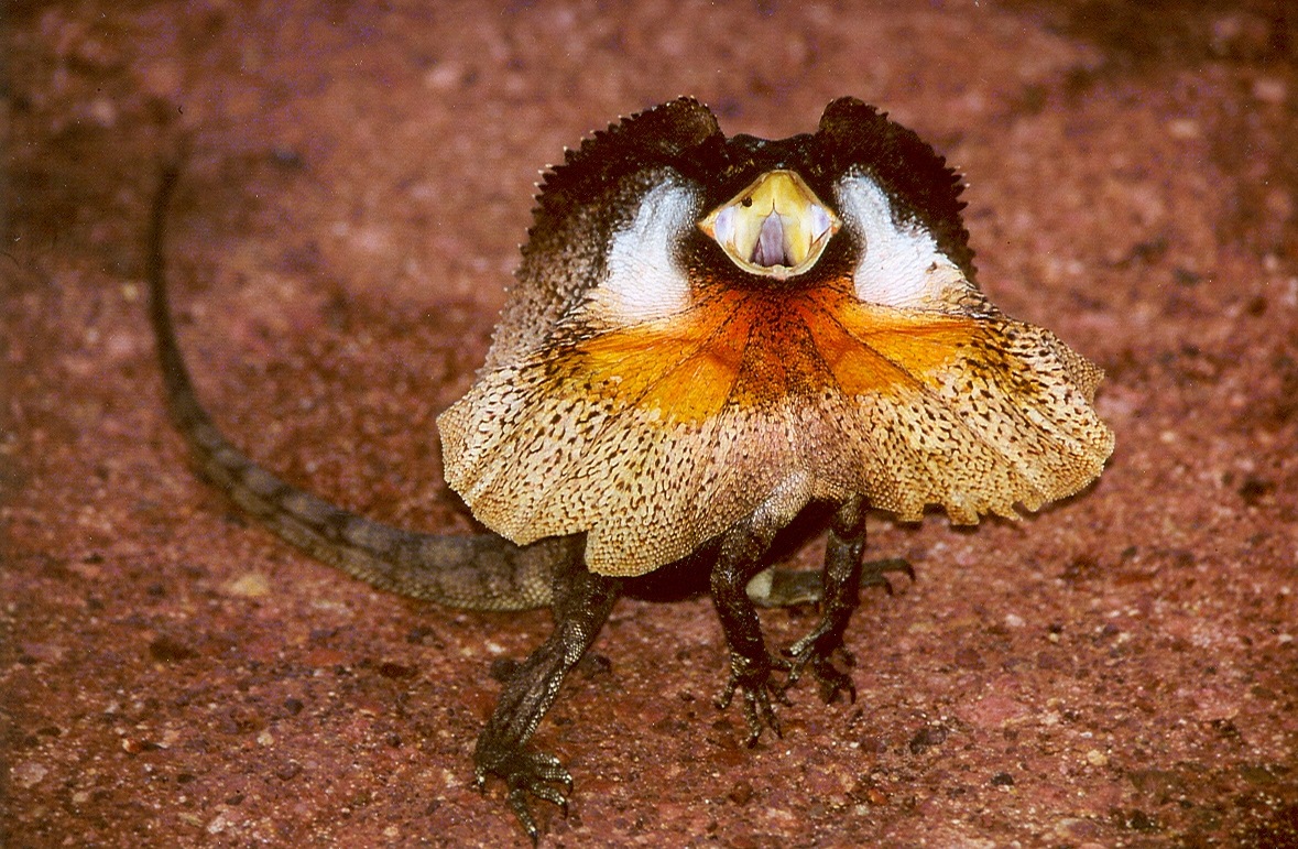 Die schönsten Tiere/Tierbilder der Welt Chlamydosaurus kingii