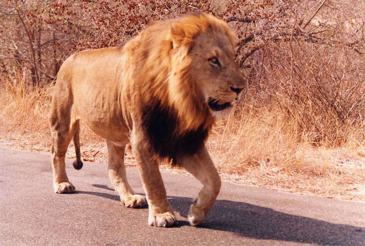 Die schönsten Tiere/Tierbilder der Welt (Seite 13) Allmystery