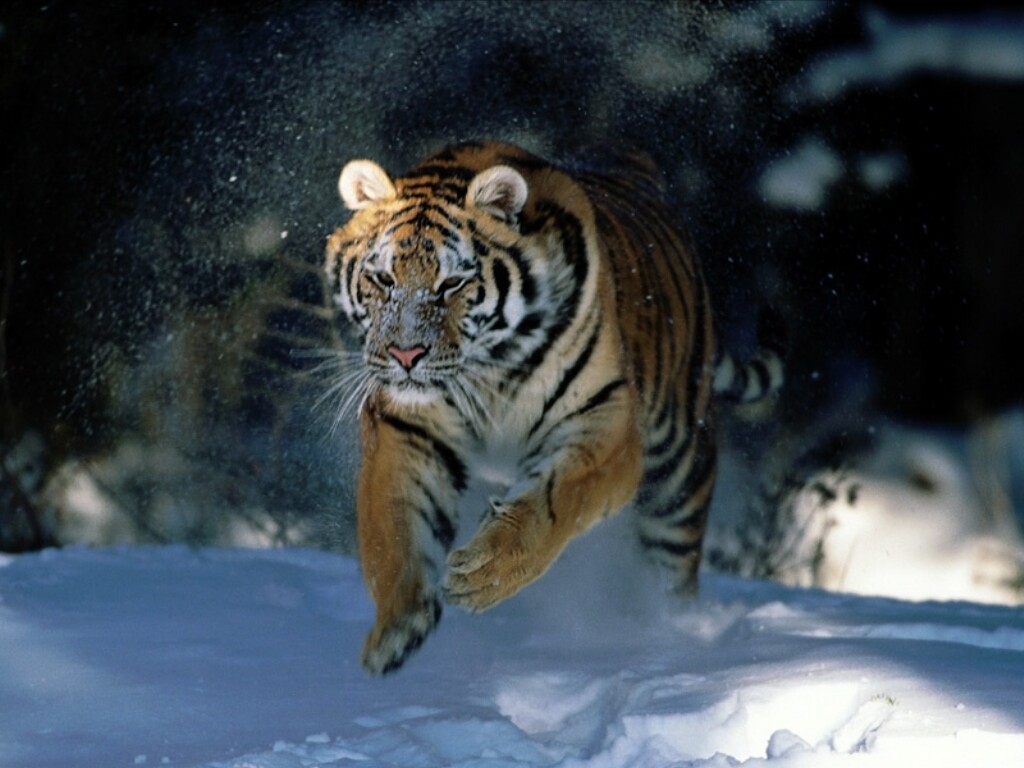 Die schönsten Tiere/Tierbilder der Welt (Seite 20) Allmystery