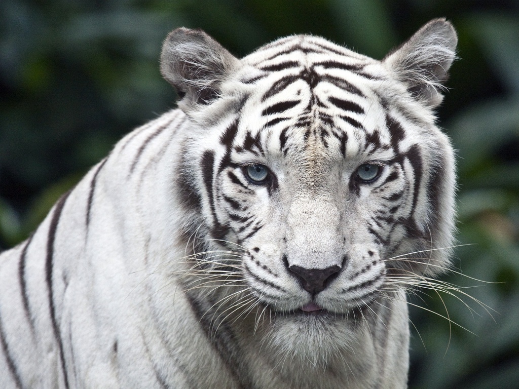 Die schönsten Tiere/Tierbilder der Welt (Seite 20) Allmystery