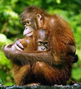 /dateien/gw12200,1113060013,orangutan-holds-its-baby-at