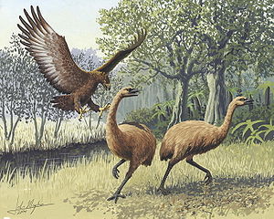 /dateien/mt11978,1259602191,300px-Giant Haasts eagle attacking New Zealand moa