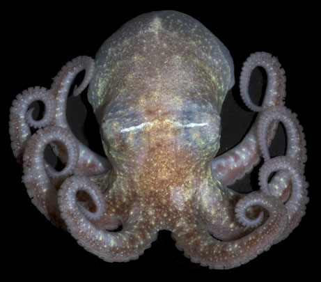 /dateien/mt33891,1226393681,octopus pareldone-turqueti-from-ngeographic