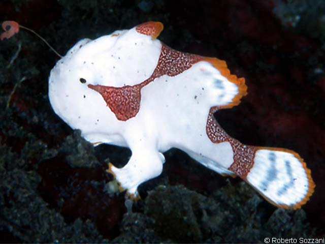 /dateien/mt33891,1236670009,clown frog fish - antennarius maculatus - clown anglerfisch 00