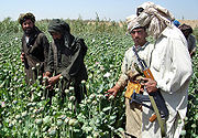 /dateien/pr27679,1256169529,180px-Afghans in poppy field
