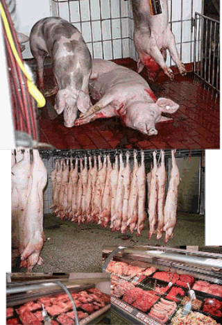 /dateien/rs57883,1258682595,schweine schlachtung