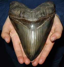 /dateien/tp33891,1286520854,megalodon-tooth