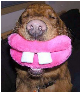 /dateien/tp6582,1294424516,funny-pictures-humor-happy-dog-teeth