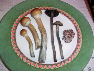 /dateien/uf62442,1273142425,three-kinds-magic-mushrooms