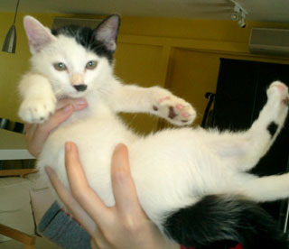 Hitler Katzen