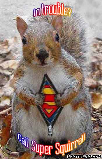 Funny Pics. Uh43048,1246617508,funny-squirrel