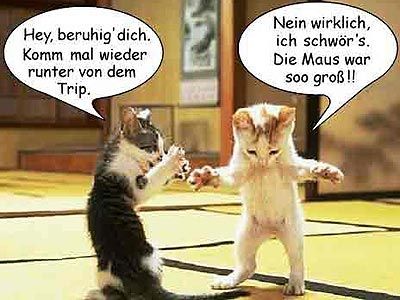uh43048,1248356436,witzige-bilder-6.jpg