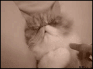 waking cat
