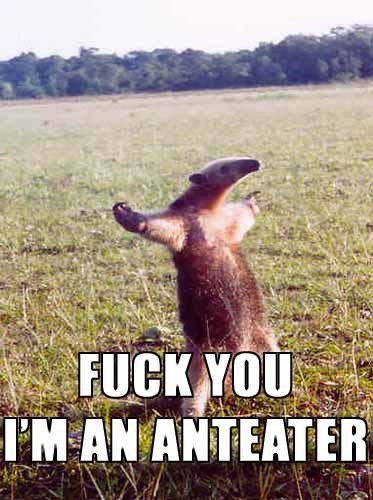 uh43048,1287324413,fuck-you-im-an-anteater.jpg