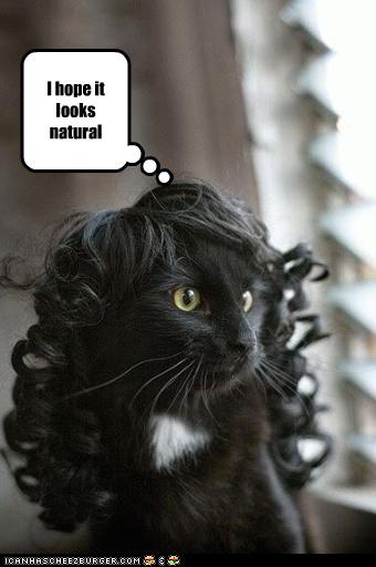 /dateien/uh59854,1264238584,uh43048,1261489363,funny-pictures-cat-has-a-wig