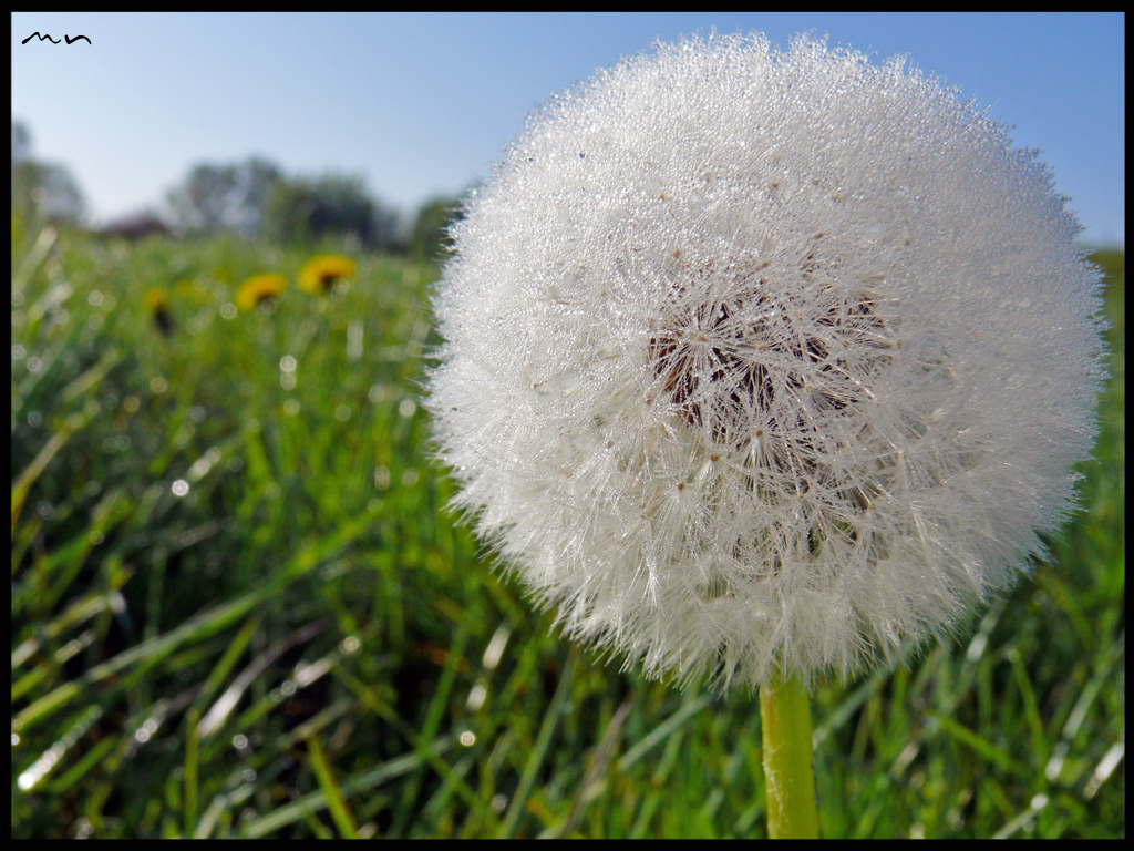Das lustige Google Spiel 4822c4fce7396Pusteblume-v1
