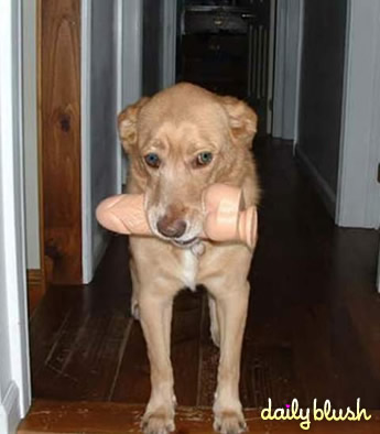 Das lustige Google Spiel embarassing dog dildo