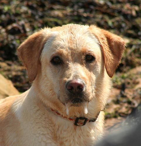 Das lustige Google Spiel GoldenRetrieverfoxypar4.preview
