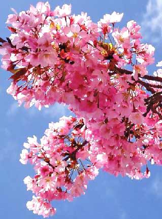 /dateien/uh61997,1271394534,cherry-blossom
