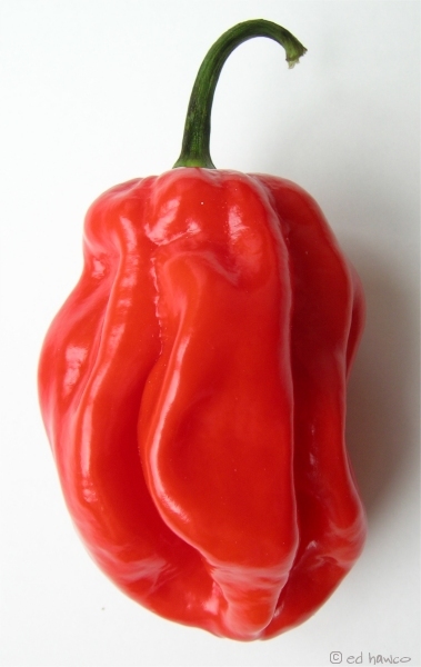 [Bild: vo62827,1274360101,Habanero-young.jpg?bc]