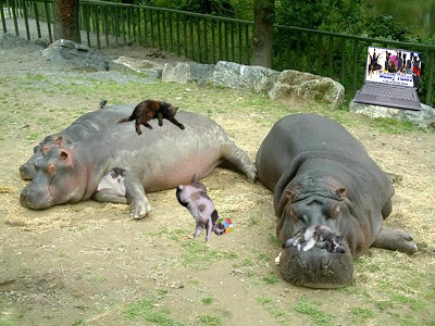 katze auf hippo