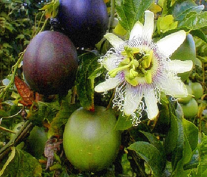 passifloraedulisfedulis