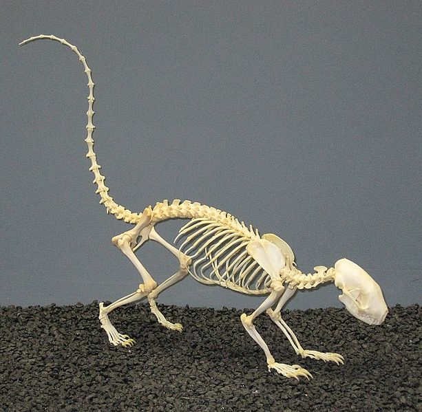 613px-Striped Skunk Skeleton