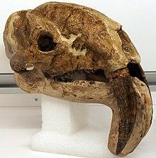 220px-Thylacosmilus Holotype FMNH