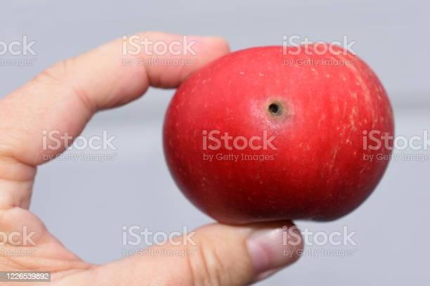 wormhole-in-red-apple-picture-id12265398