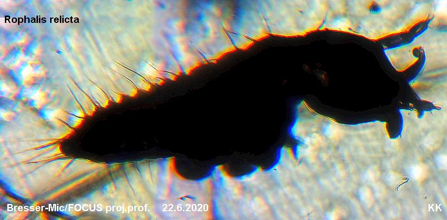 Rophalis relicta Larva-600-comb