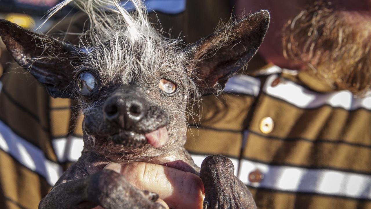 2016-World-s-Ugliest-Dog-Contest-in-Cali
