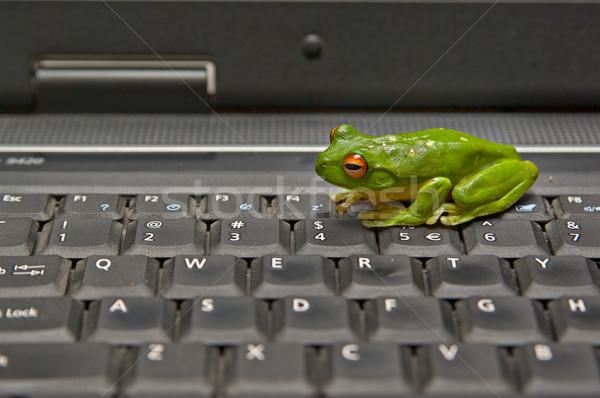 500232 stock-photo-frog-on-keyboard