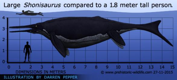 shonisaurus-size