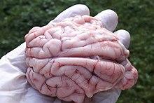 220px-Gehirn eines Rehbocks - brain of a