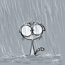 rain-cat