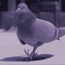 pigeon-vibes