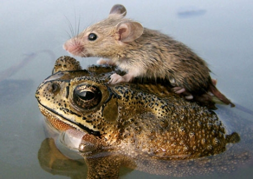 Die unendliche Geschichte frosch-und-maus-fotos-nb14643
