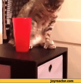 gif-cats-1030792