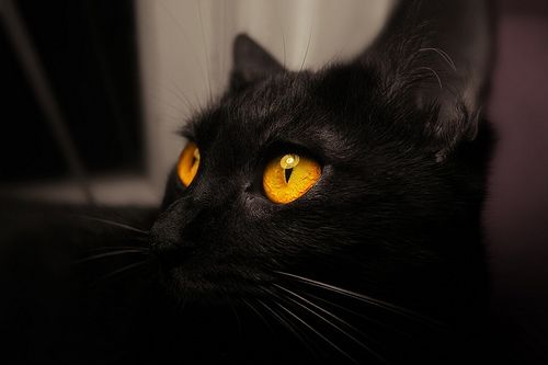 black-cats-with-orange-eyes-2
