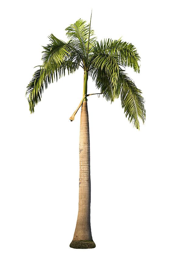 175474-566x850-royal-palm-tree