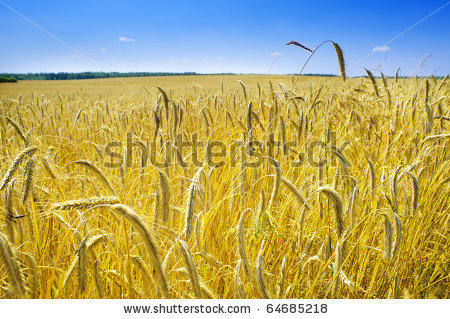stock-photo-ecological-corn-field-in-sum