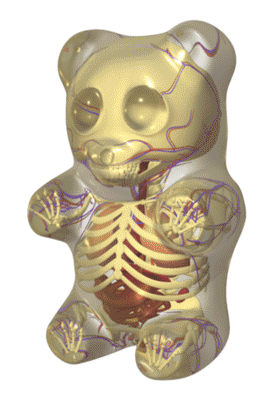 1272535627 3d-gummi-Bear-anatomy