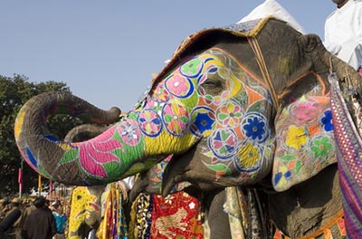 indien-delhi-elefant-bunt