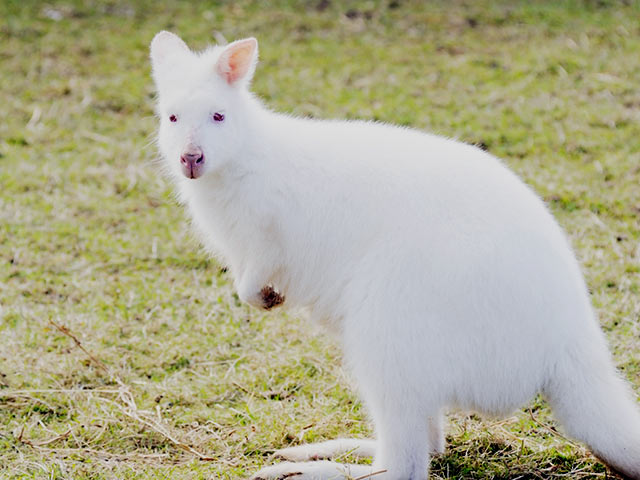 wallaby albino