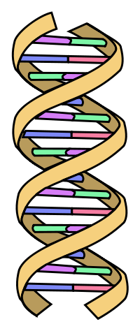 200px-DNA simple.svg