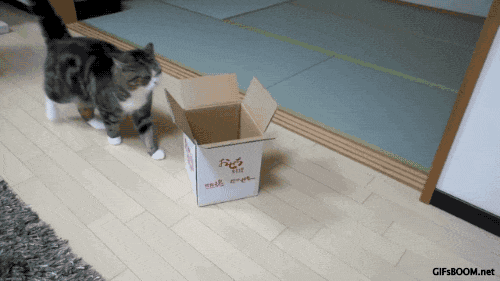 Katze-in-Karton3
